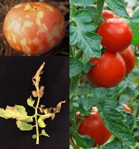 Virus de mosaïque de la tomate