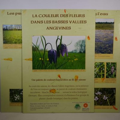 La couleur des fleurs dans les Basses Vallées Angevines