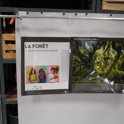La forêt, une communauté vivante