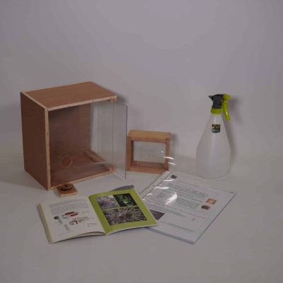 Les petites bêtes à la loupe : mettre en place un élevage (araignées)